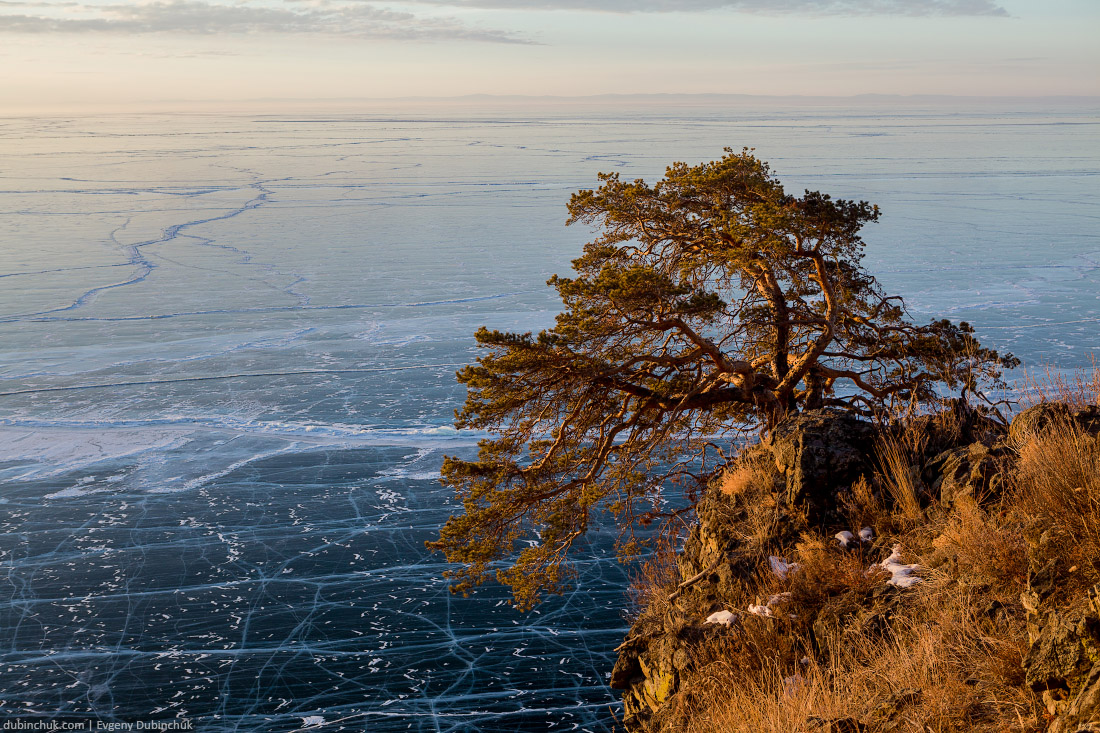 Причудливая сосна и ледяное полотно Байкала, вид сверху. Путешествие по Байкалу на коньках. Fir tree and ice on Lake Baikal in winter