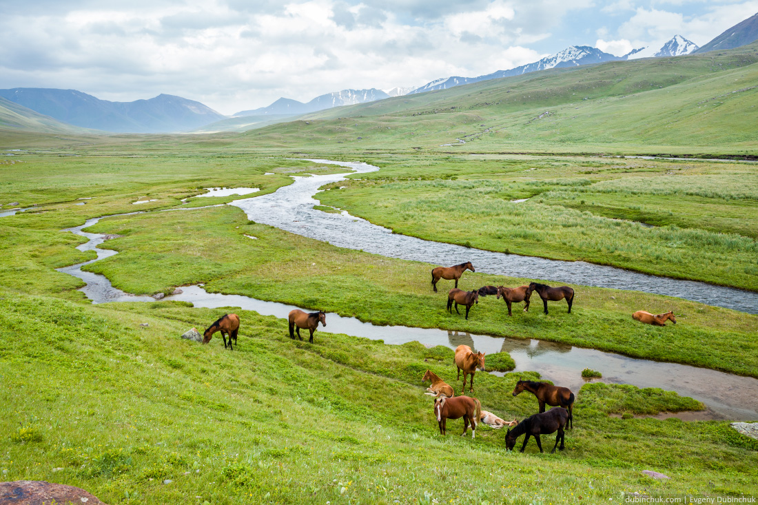 Grazing horses in the mountains