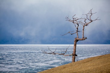 Кривое дерево в Хужире рядом с мысом Бурхан. Ольхон, Байкал. Olkhon island, lake Baikal