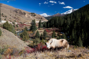 Whita yak. Tibet, China