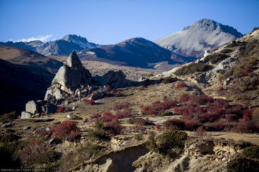 Red bushes and Tibet mountains