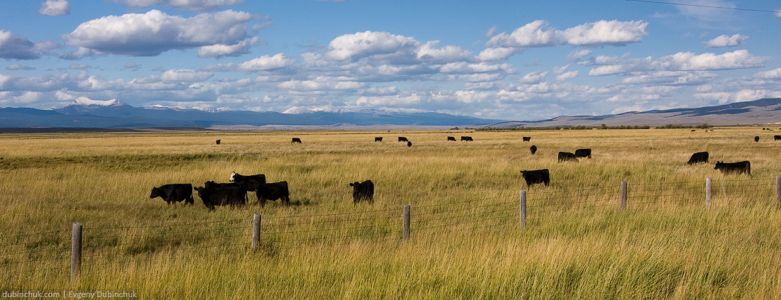 Коровы в горной долине штата Монтана. Одиночный велопоход по США. Cows in Montana, USA