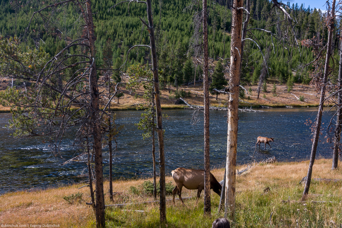 Олени в Национальном парке Йеллоустоун, США. Одиночное путешествие на велосипеде по США. Deers in Yellowstone National Park