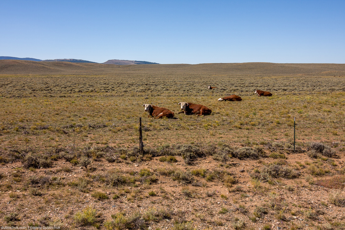 Коровы в поле. Одиночный поход на велосипеде по США. Cows in the field
