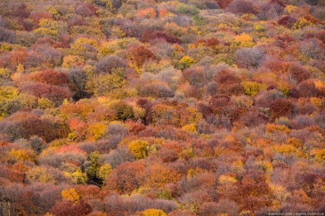 Colorful trees. Autumn in Crimea