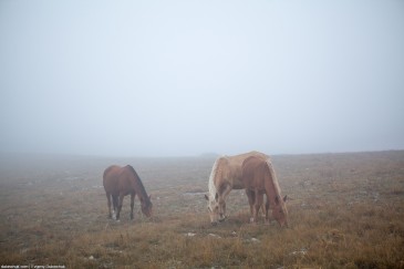 Grazing horses in mist. Crimea