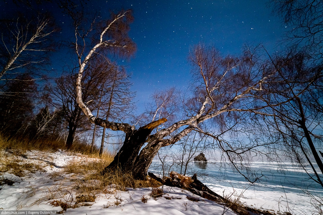 Кривая береза на фоне зимнего Байкала ночью. Вдали виден Бакланий камень. Путешествие на Байкал на коньках. Photo of Baikal lake at night in winter