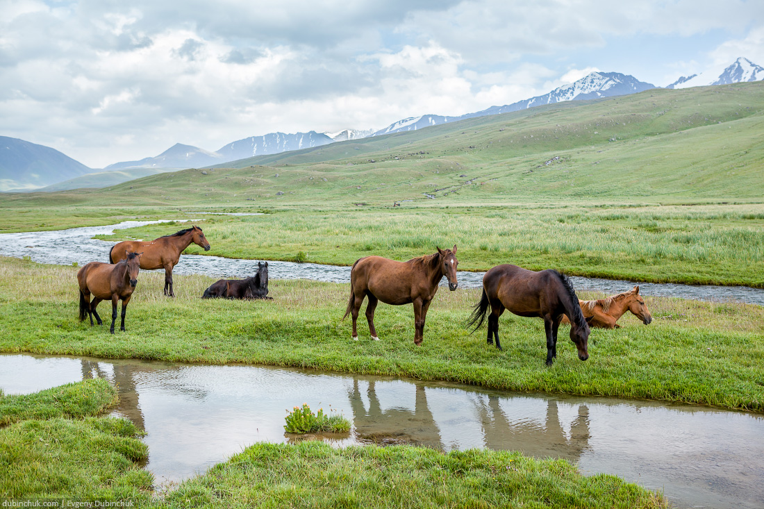 Herd of horses grazing in mountains