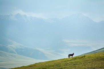 Horse in mountains going up.