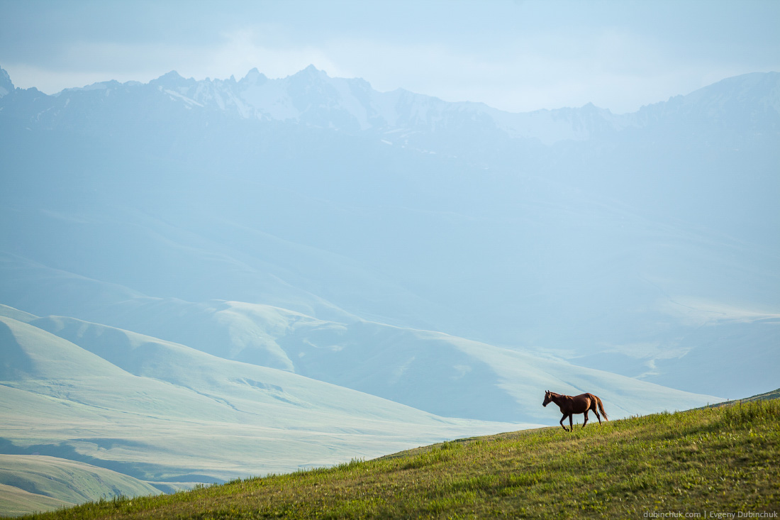 Horse walking in mountains.