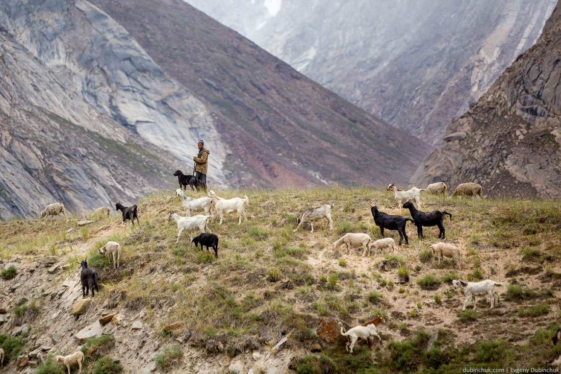 Пастух в Северной Индии. Гималаи, Ладакх