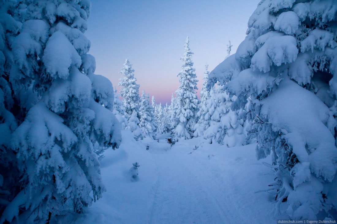Закат и заснеженные ели на зимнем Урале