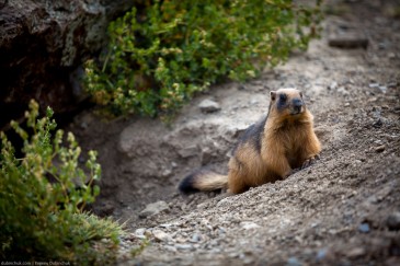 Fat marmot in Himalayas