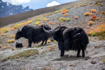 Big yaks in Himalayas, India