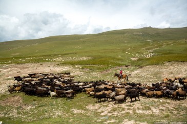 Cowgirl and sheeps in Kirghizia