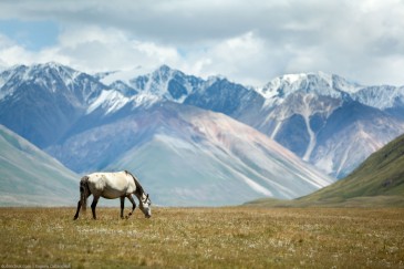 Grazing horse in mountain valley, Tien Shan, Kyrgyzstan
