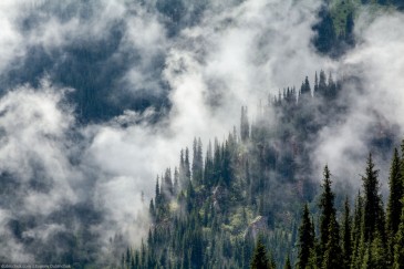 Fog in the fir forest