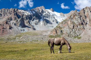 Horse in mountains feeding grass at sunny day, Tien Shan