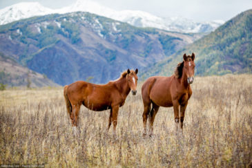 Horses grazing in Altai mountains