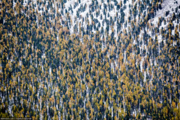 Yellow-green forest on slopes of Altai mountains. Russia