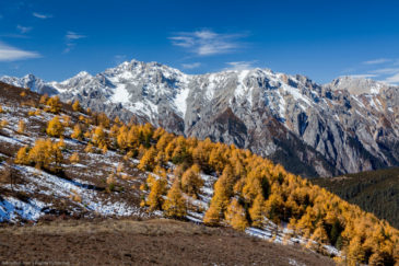 Bright yellow colours of autumn in Tibet