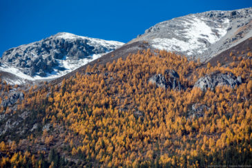 Yellow trees on slopes of tibetan mountains