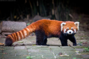 Red panda in Chengdu Research Base of Giant Panda Breeding